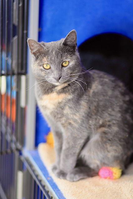 Snickerdoodle, a Adoptable Domestic Short Hair in Webster, WI image 5/5