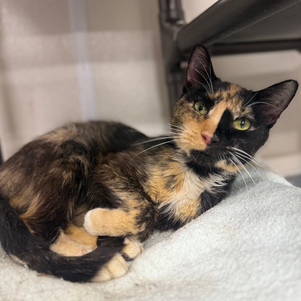 Cocktail, Adoptable, Adult Female Domestic Short Hair.