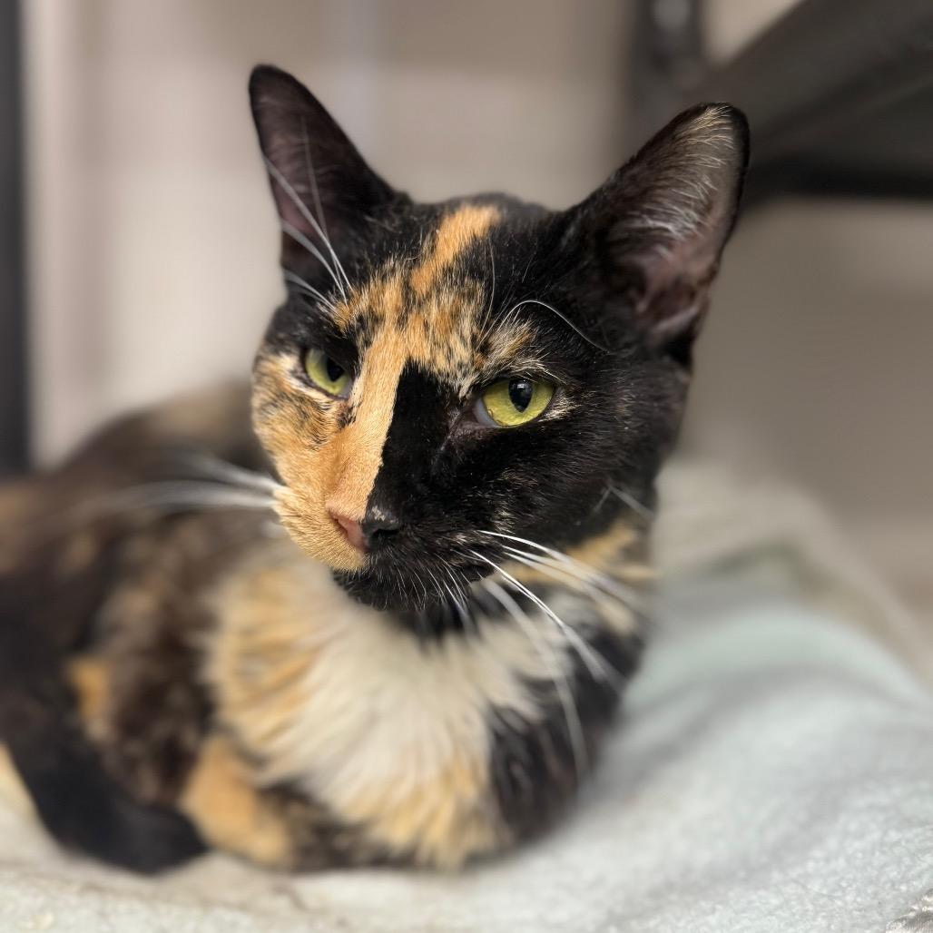 Enlarge Cocktail, a Adoptable Domestic Short Hair in Ridgely, MD image 2/4