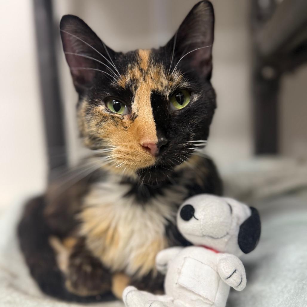 Enlarge Cocktail, a Adoptable Domestic Short Hair in Ridgely, MD image 3/4