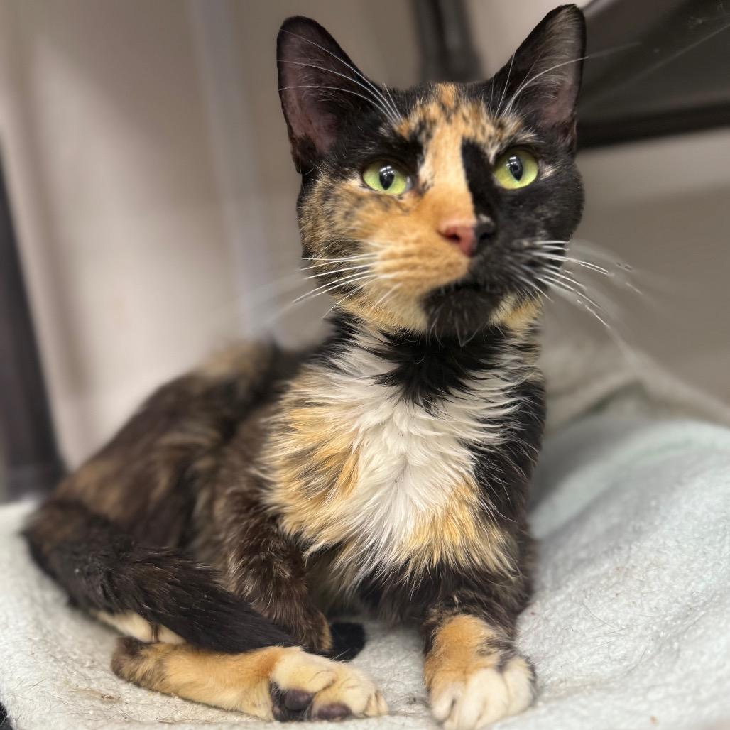 Enlarge Cocktail, a Adoptable Domestic Short Hair in Ridgely, MD image 4/4