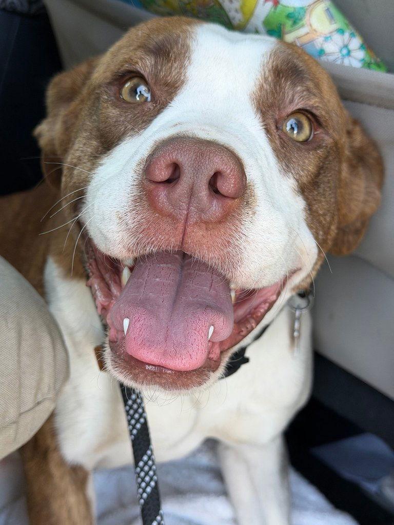 Enlarge Chloe, a Adoptable Pit Bull Terrier in Sunnyvale, CA image 1/1