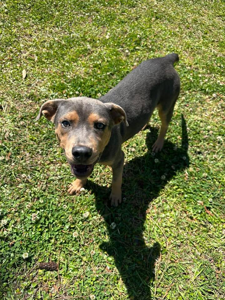Enlarge Dorian, a ADOPTABLE mixed breed in Wilmington, NC image 2/5