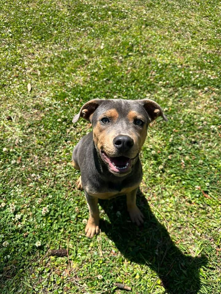 Enlarge Dorian, a ADOPTABLE mixed breed in Wilmington, NC image 1/5