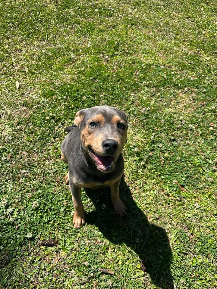 Enlarge Dorian, a ADOPTABLE mixed breed in Wilmington, NC image 4/5