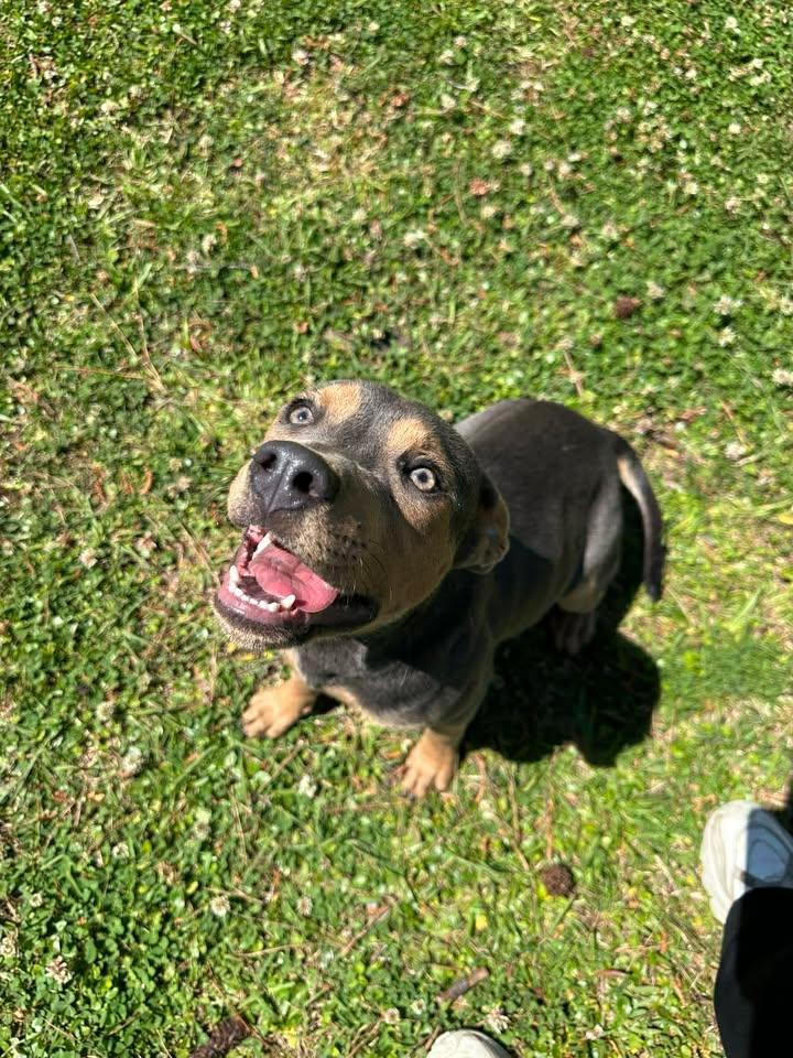 Enlarge Dorian, a ADOPTABLE mixed breed in Wilmington, NC image 5/5
