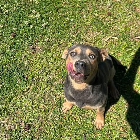 Enlarge Dorian, a ADOPTABLE mixed breed in Wilmington, NC image 3/5