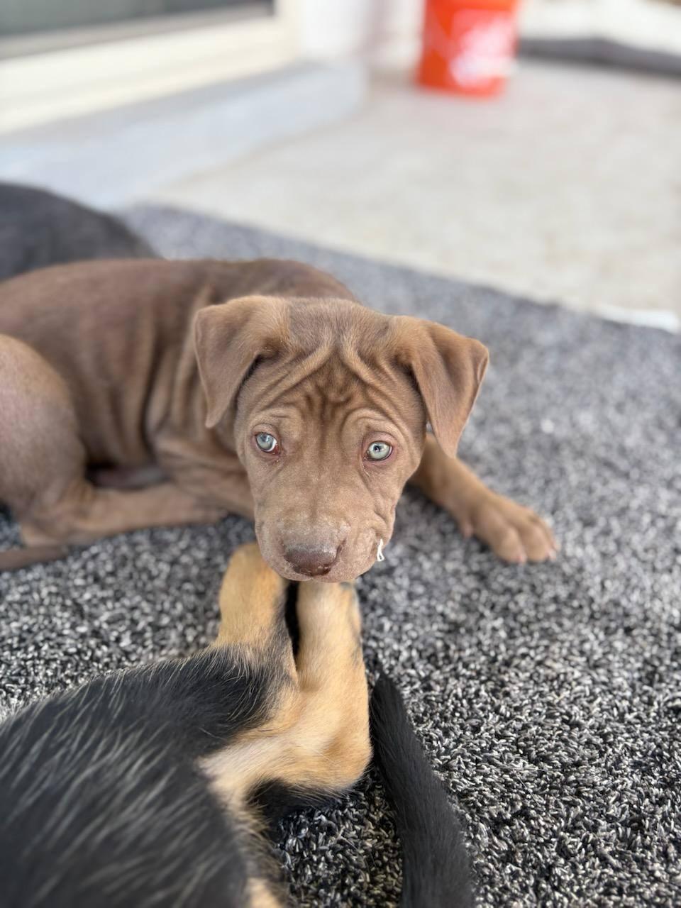 Wizard of Oz litter - Finley - located in west TX