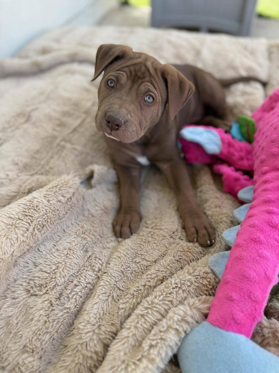 Wizard of Oz litter - Finley - located in west TX