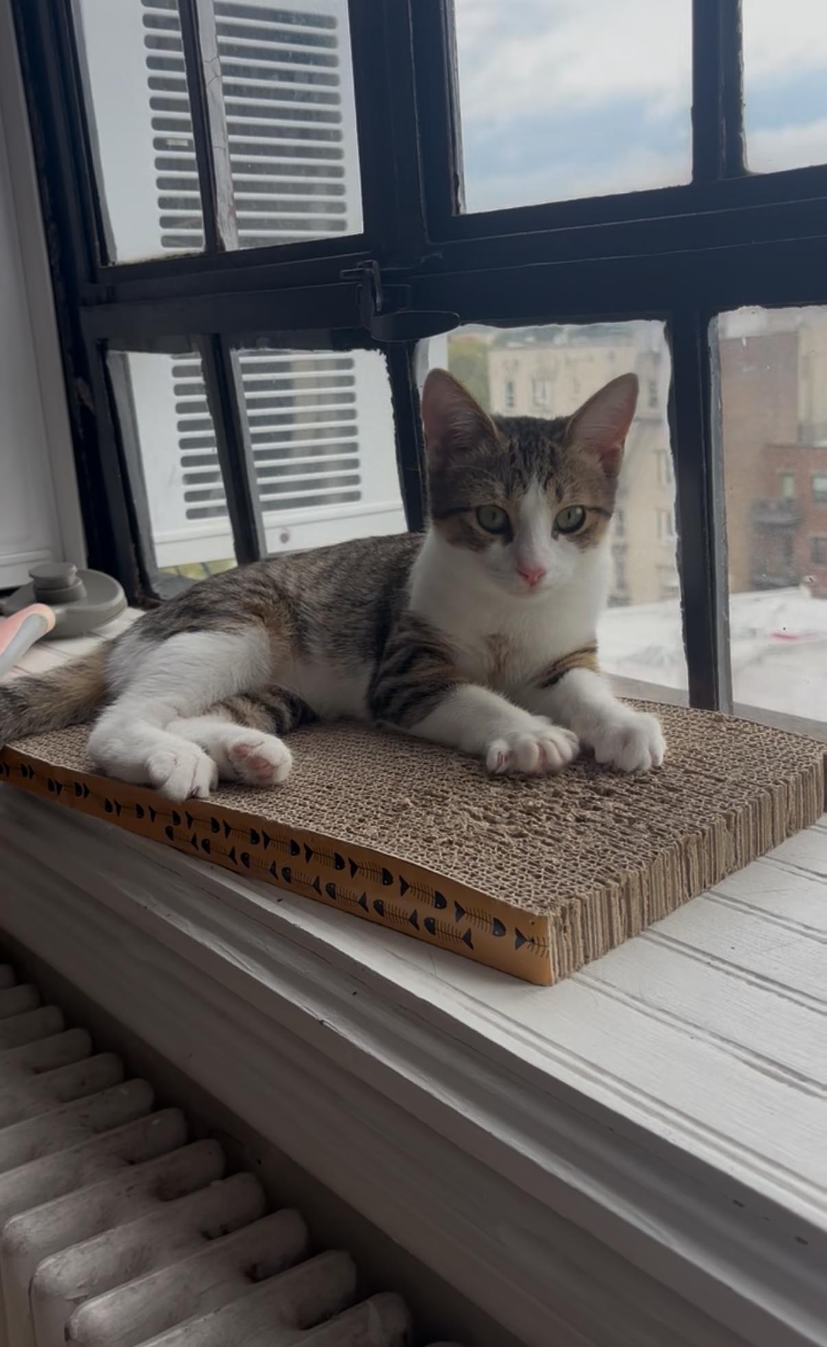 Enlarge Squeegee, a Adoptable Domestic Short Hair in Brooklyn, NY image 2/6