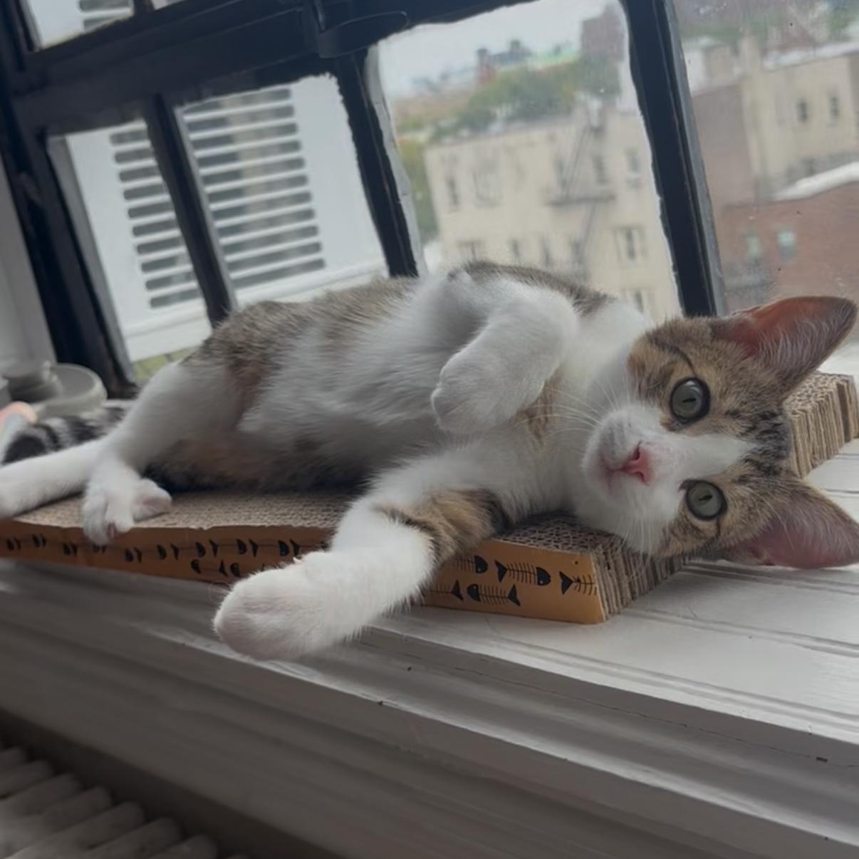 Enlarge Squeegee, a Adoptable Domestic Short Hair in Brooklyn, NY image 5/6