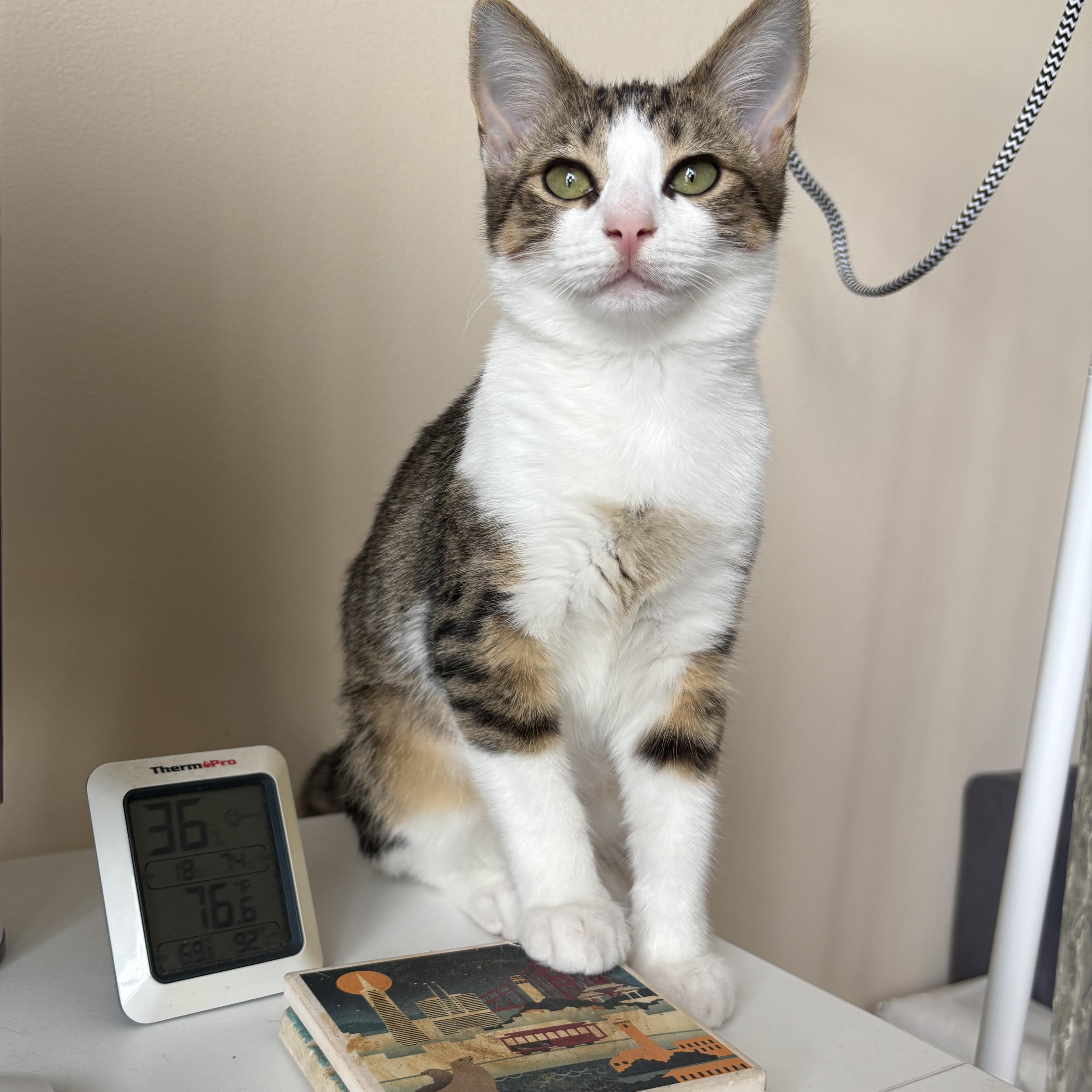 Enlarge Squeegee, a Adoptable Domestic Short Hair in Brooklyn, NY image 1/6