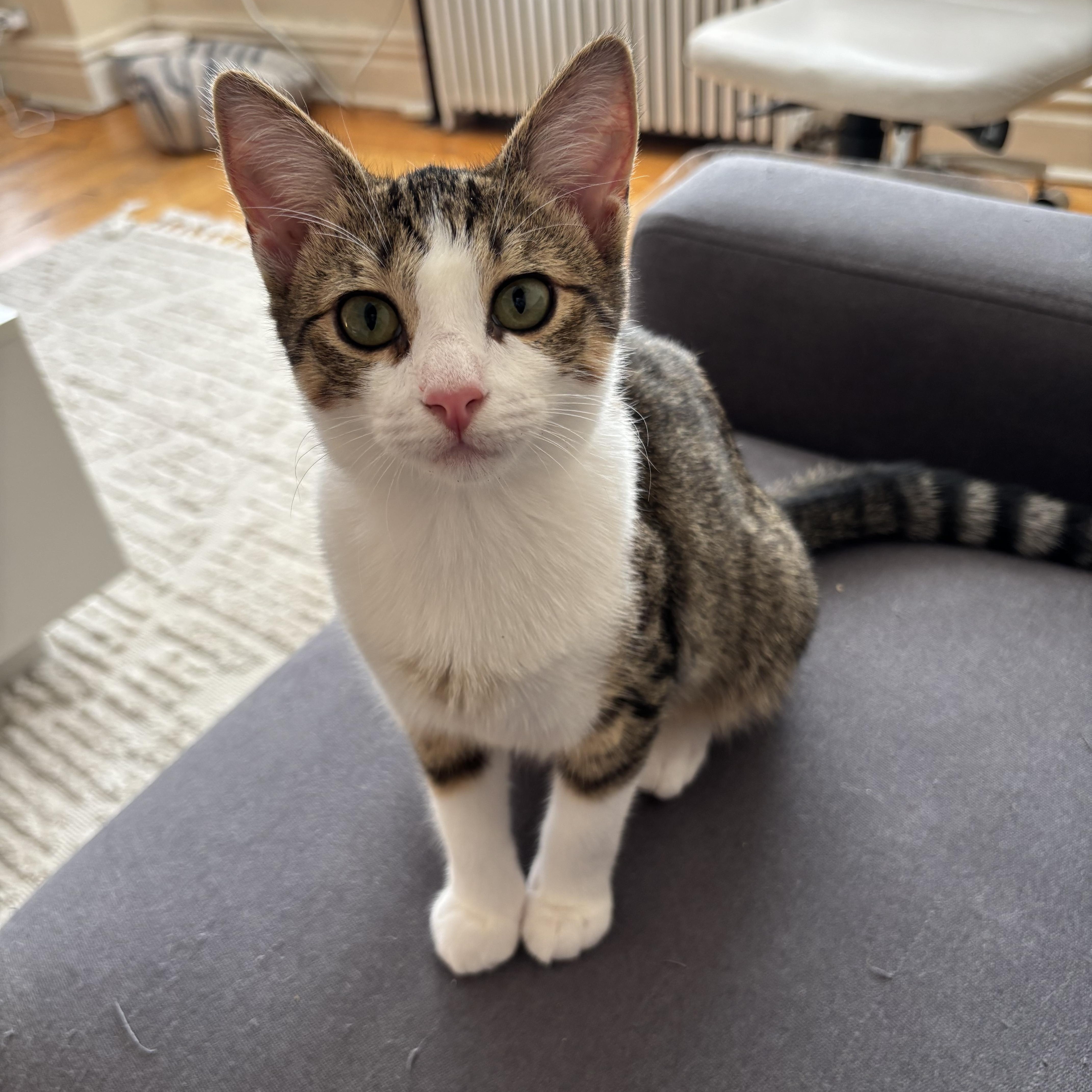 Enlarge Squeegee, a Adoptable Domestic Short Hair in Brooklyn, NY image 6/6