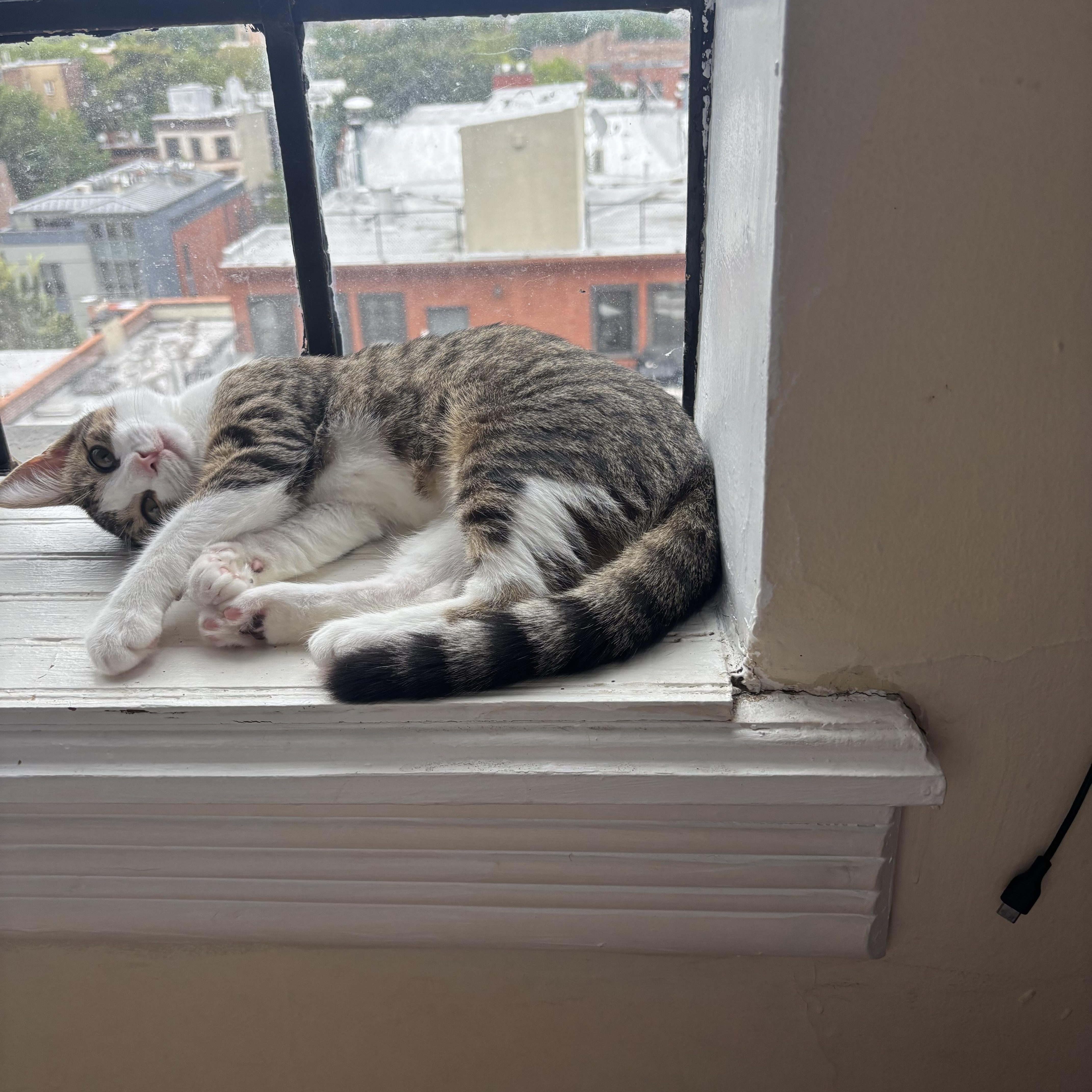 Enlarge Squeegee, a Adoptable Domestic Short Hair in Brooklyn, NY image 4/6