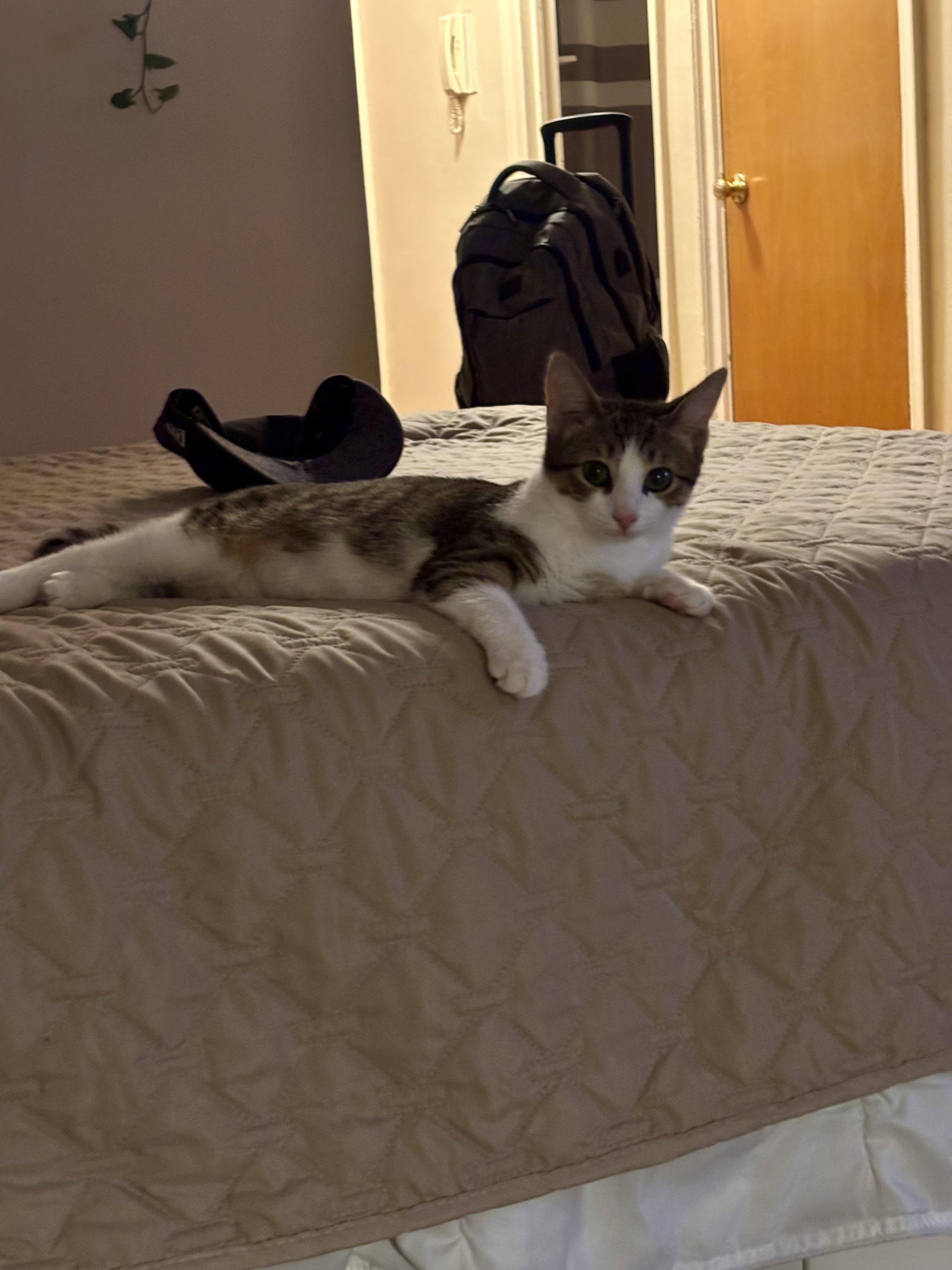 Enlarge Squeegee, a Adoptable Domestic Short Hair in Brooklyn, NY image 3/6