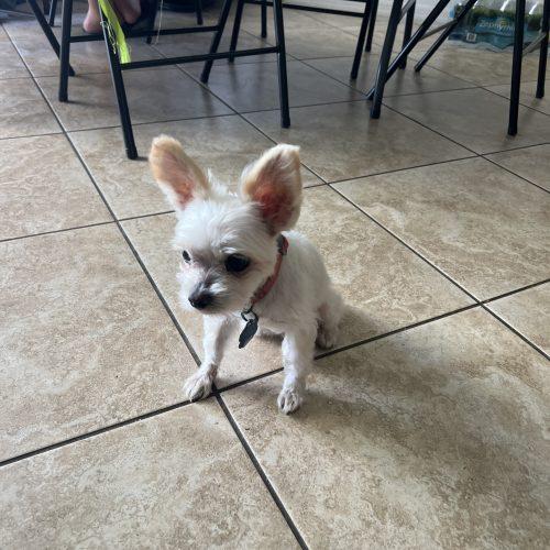 Valentino, a Adoptable mixed breed in Plantation, FL image 1/6