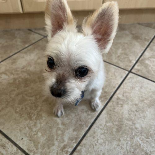 Valentino, a Adoptable mixed breed in Plantation, FL image 3/6