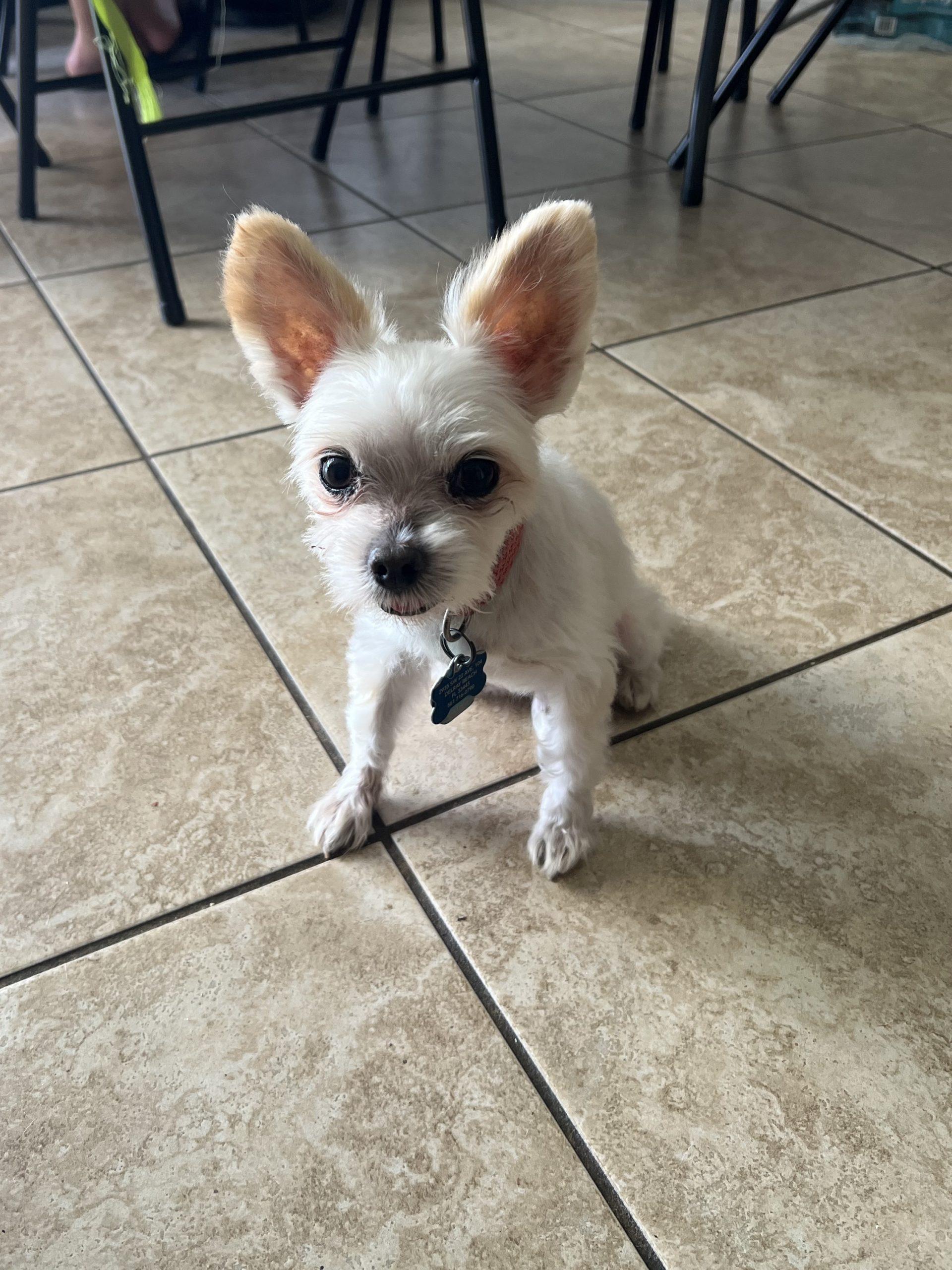Valentino, a Adoptable mixed breed in Plantation, FL image 4/6