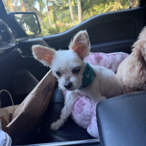 Valentino, a Adoptable mixed breed in Plantation, FL image 5/6