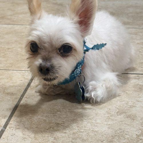 Valentino, a Adoptable mixed breed in Plantation, FL image 6/6