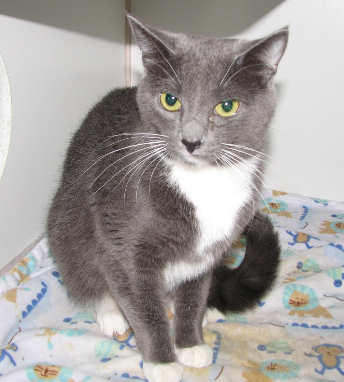 5475 Jane, an adoptable Tuxedo in Lawrenceburg, KY image 6/6