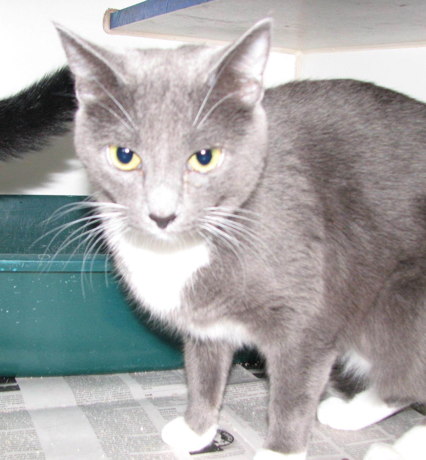 5475 Jane, an adoptable Tuxedo in Lawrenceburg, KY image 4/6
