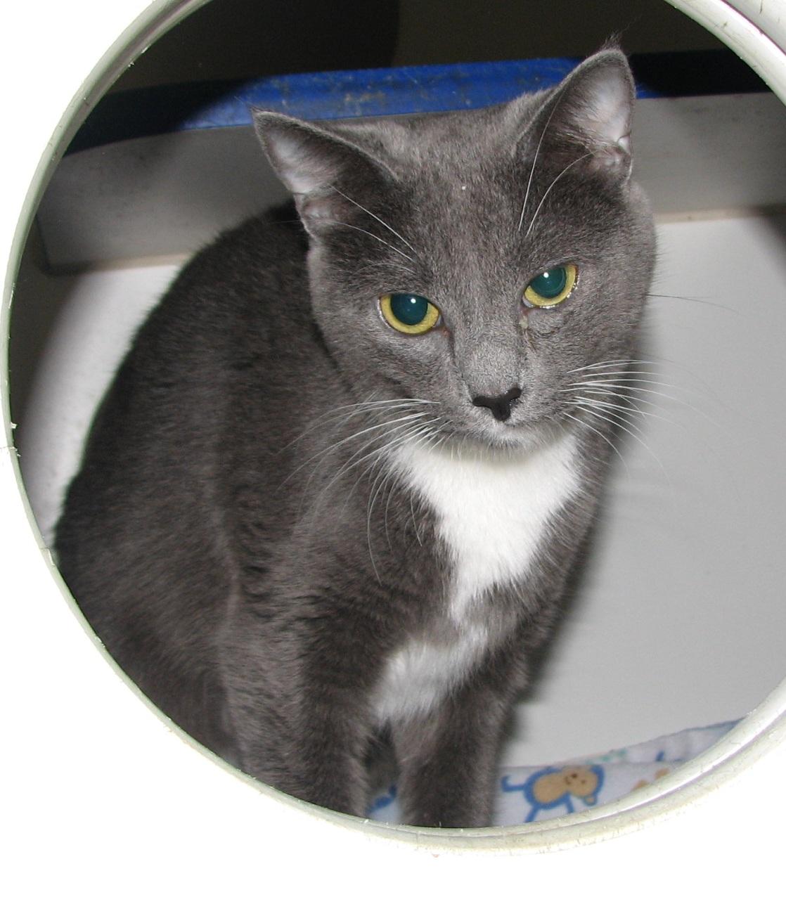 5475 Jane, an adoptable Tuxedo in Lawrenceburg, KY image 5/6