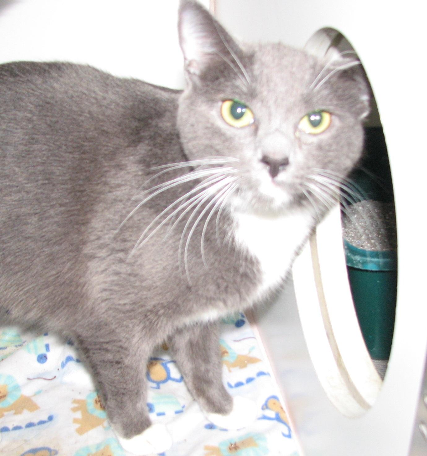 5475 Jane, an adoptable Tuxedo in Lawrenceburg, KY image 3/6