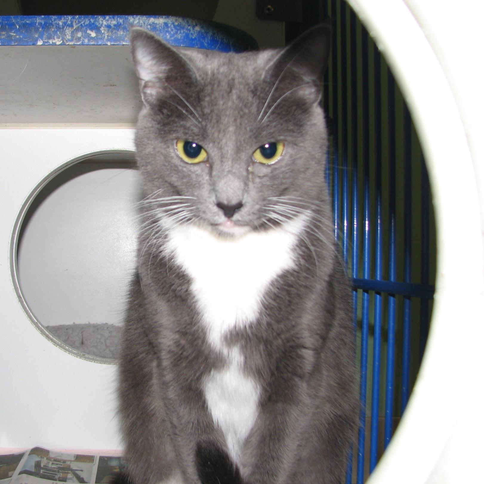 5475 Jane, an adoptable Tuxedo in Lawrenceburg, KY image 2/6
