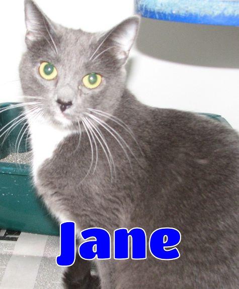 5475 Jane, adoptable, Adult Female Tuxedo.