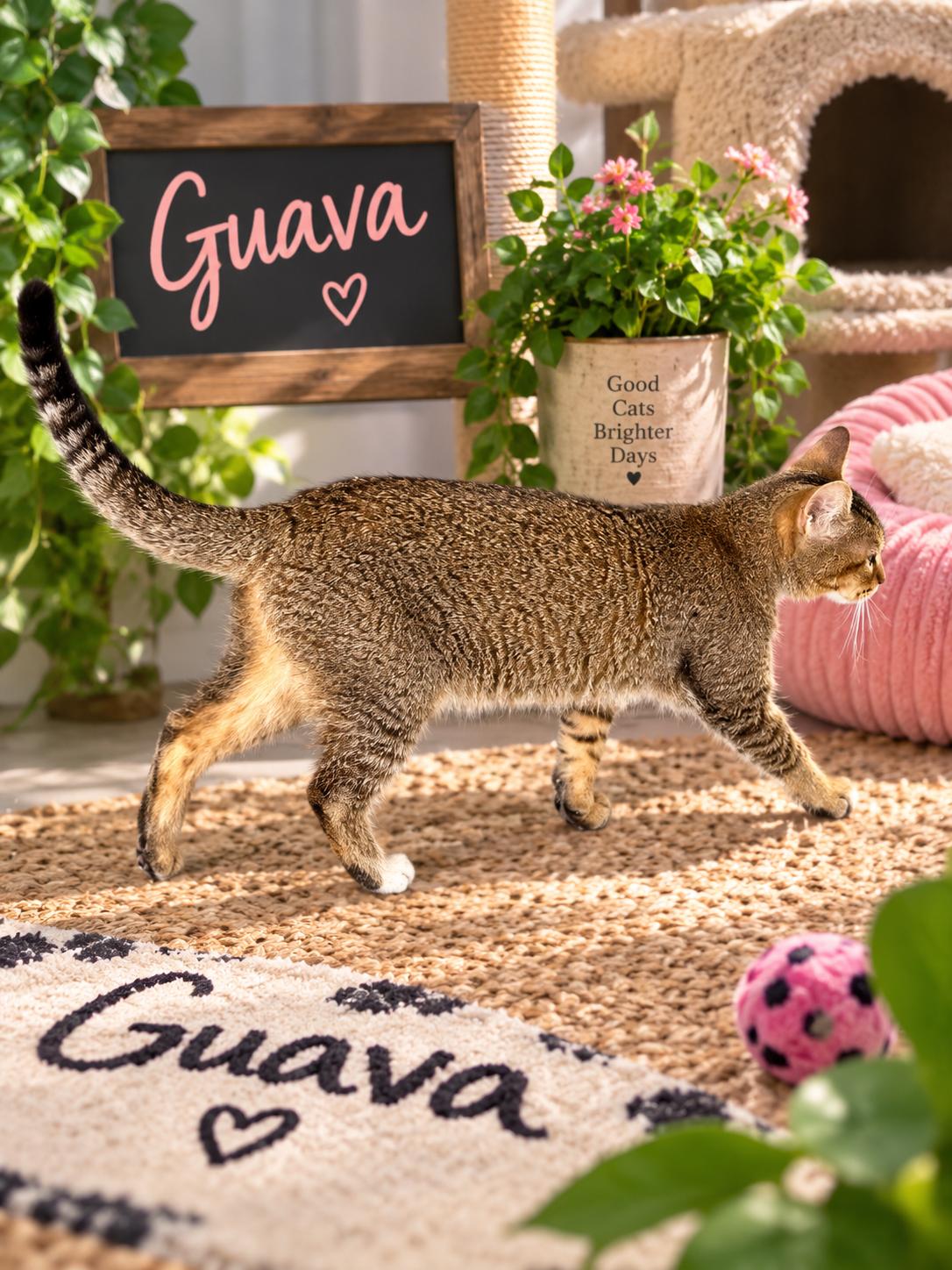 Enlarge Guava, a Adoptable mixed breed in Tavares, FL image 2/2