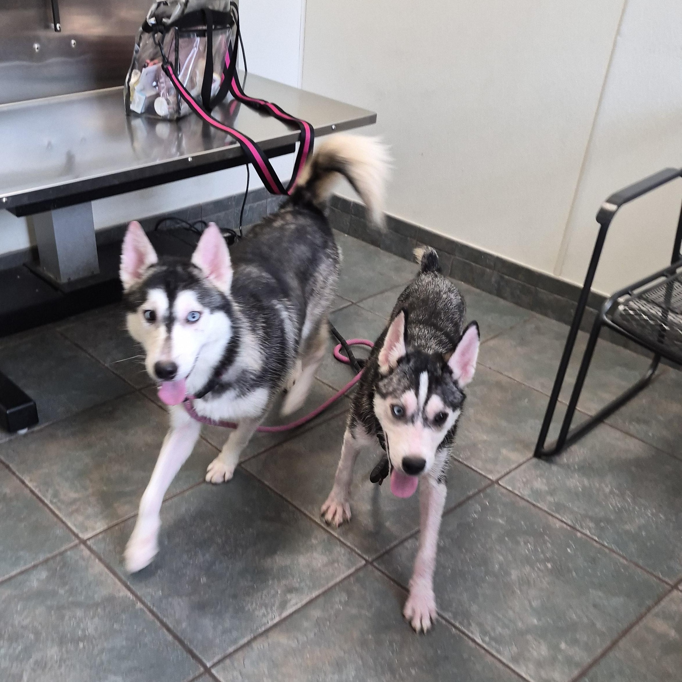 Enlarge Delilah, a Adoptable Husky in Livingston, TX image 2/2