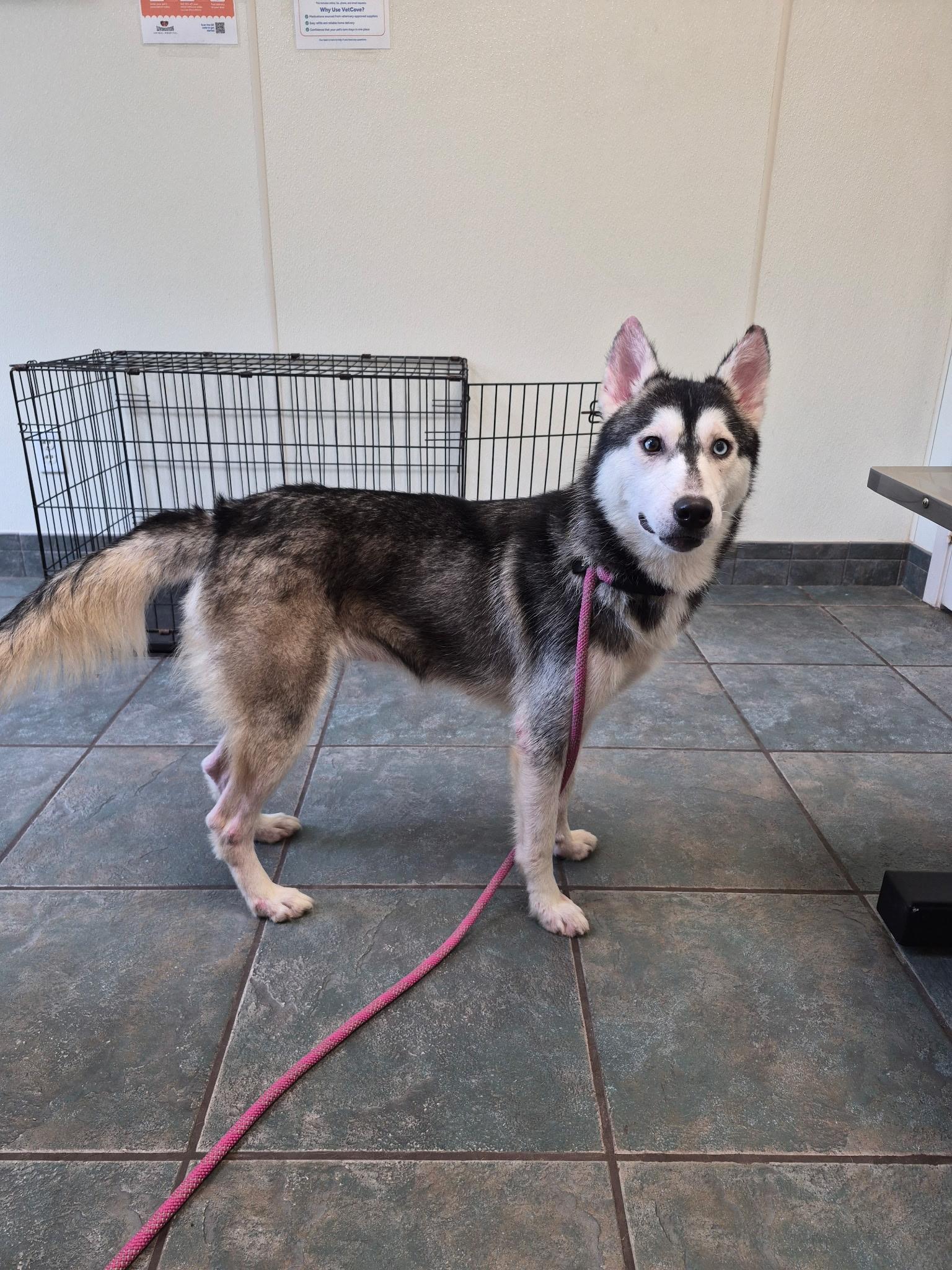 Delilah, Adoptable, Adult Female Husky.