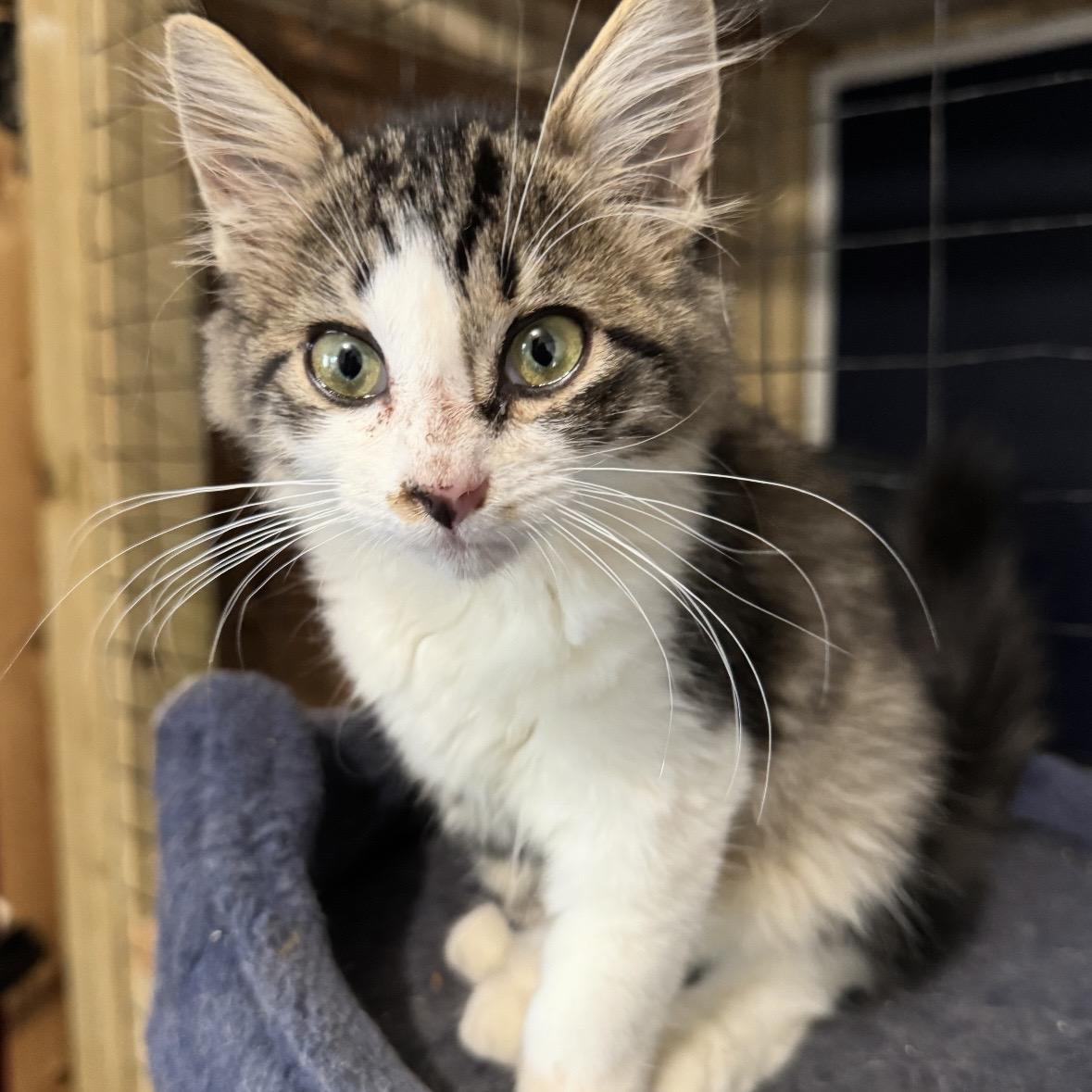 Enlarge Sparky, a Adopted Tabby in Porter, TX image 1/1