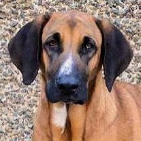 Gordon Lightfoot (CA), Adoptable, Young Male Coonhound.