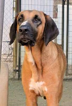 Gordon Lightfoot (CA), a Adoptable Coonhound in Jackson, CA image 4/4