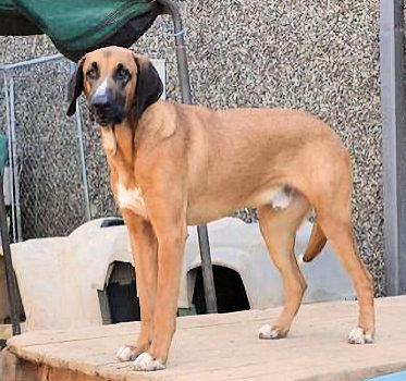 Gordon Lightfoot (CA), a Adoptable Coonhound in Jackson, CA image 3/4