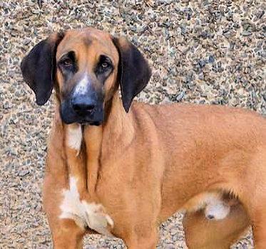 Gordon Lightfoot (CA), a Adoptable Coonhound in Jackson, CA image 2/4