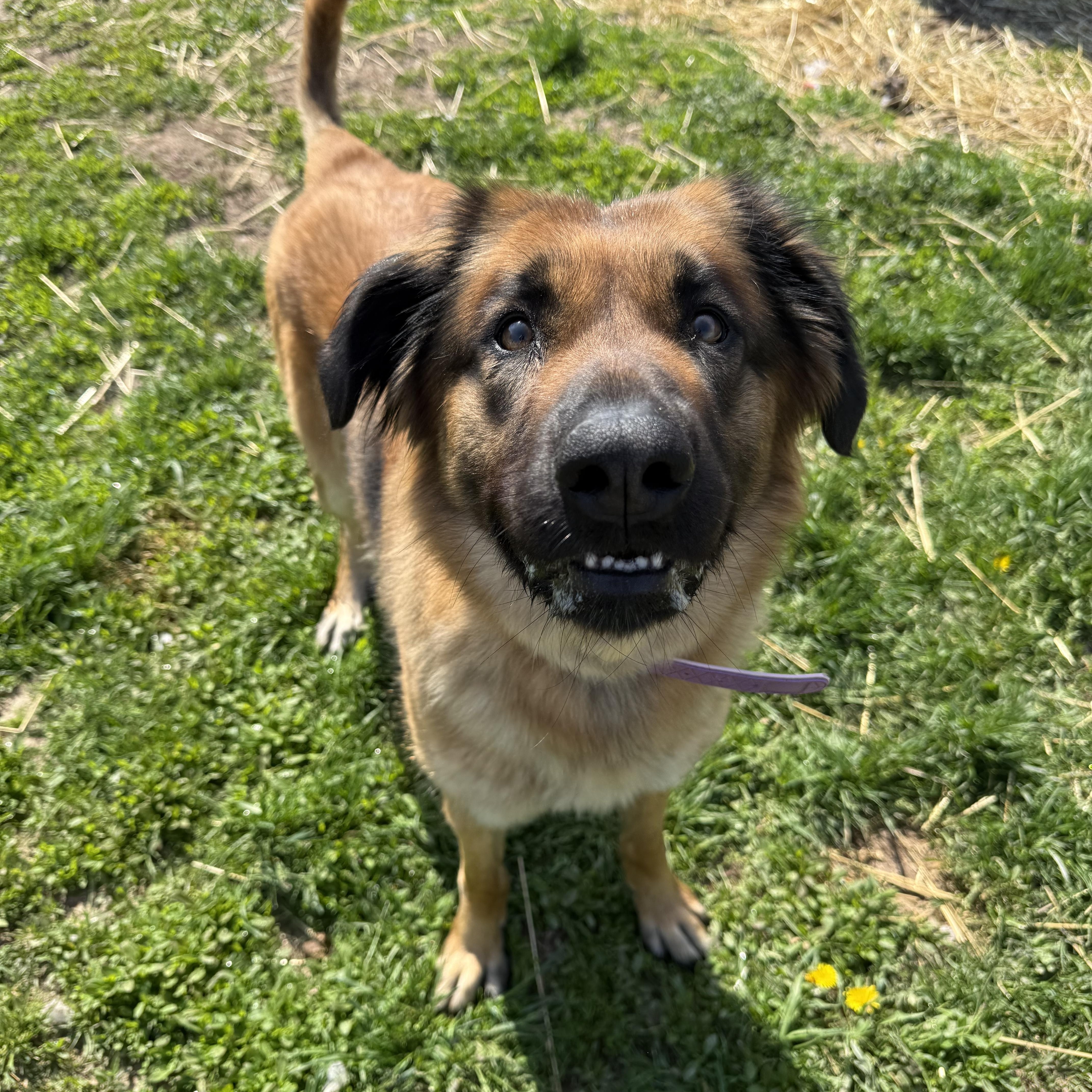 Enlarge Nyx- Prison Program Graduate, a ADOPTABLE mixed breed in Sault Sainte Marie, MI image 2/2