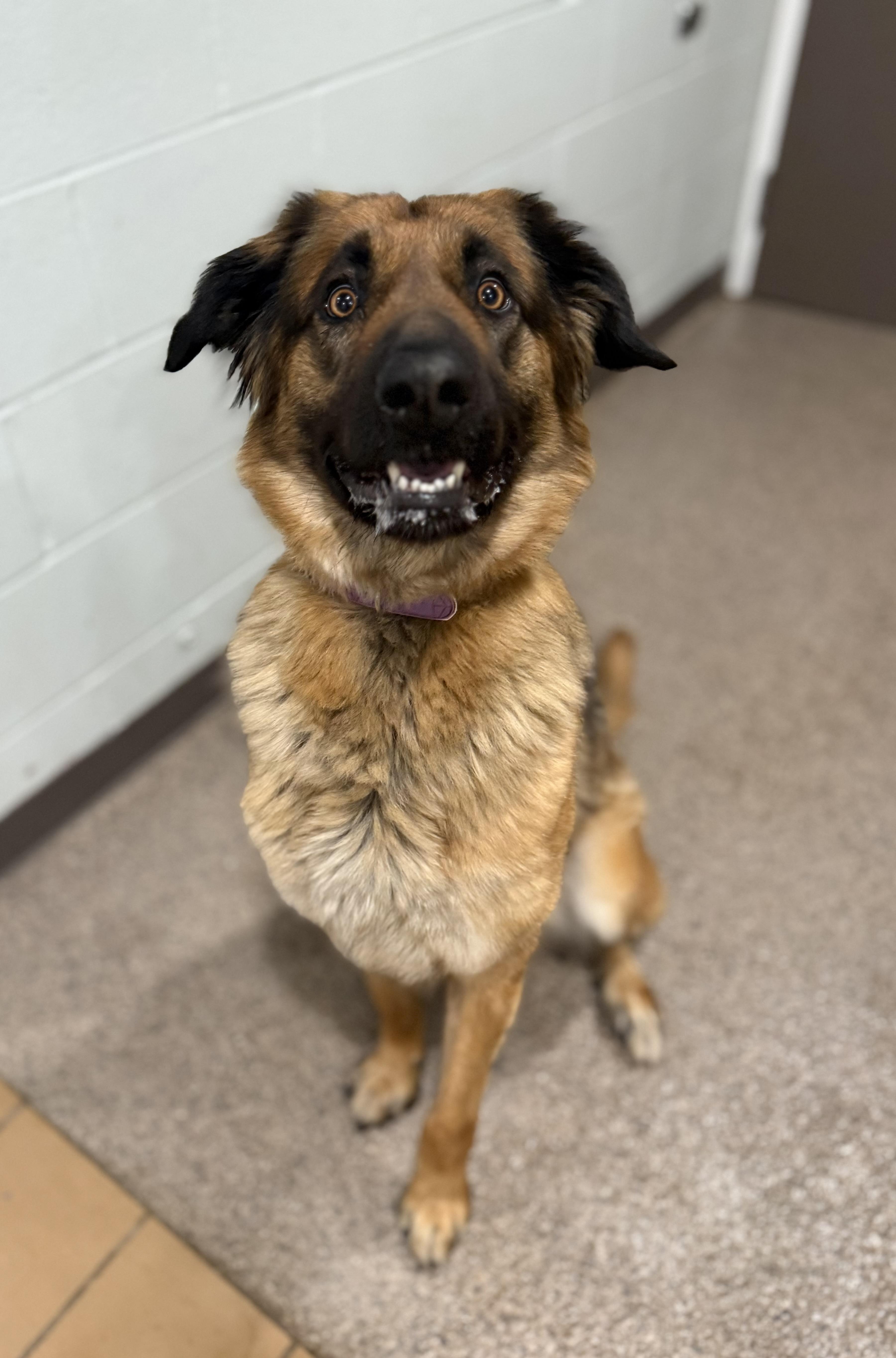 Nyx- Prison Program Graduate, ADOPTABLE, Adult Female Leonberger.