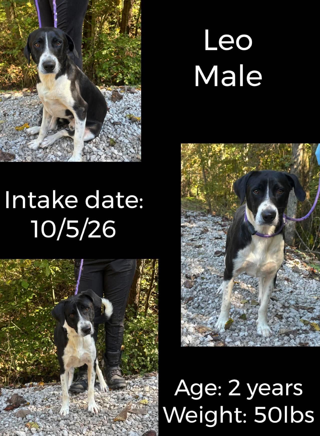 Leo, Adoptable, Adult Male Labrador Retriever.