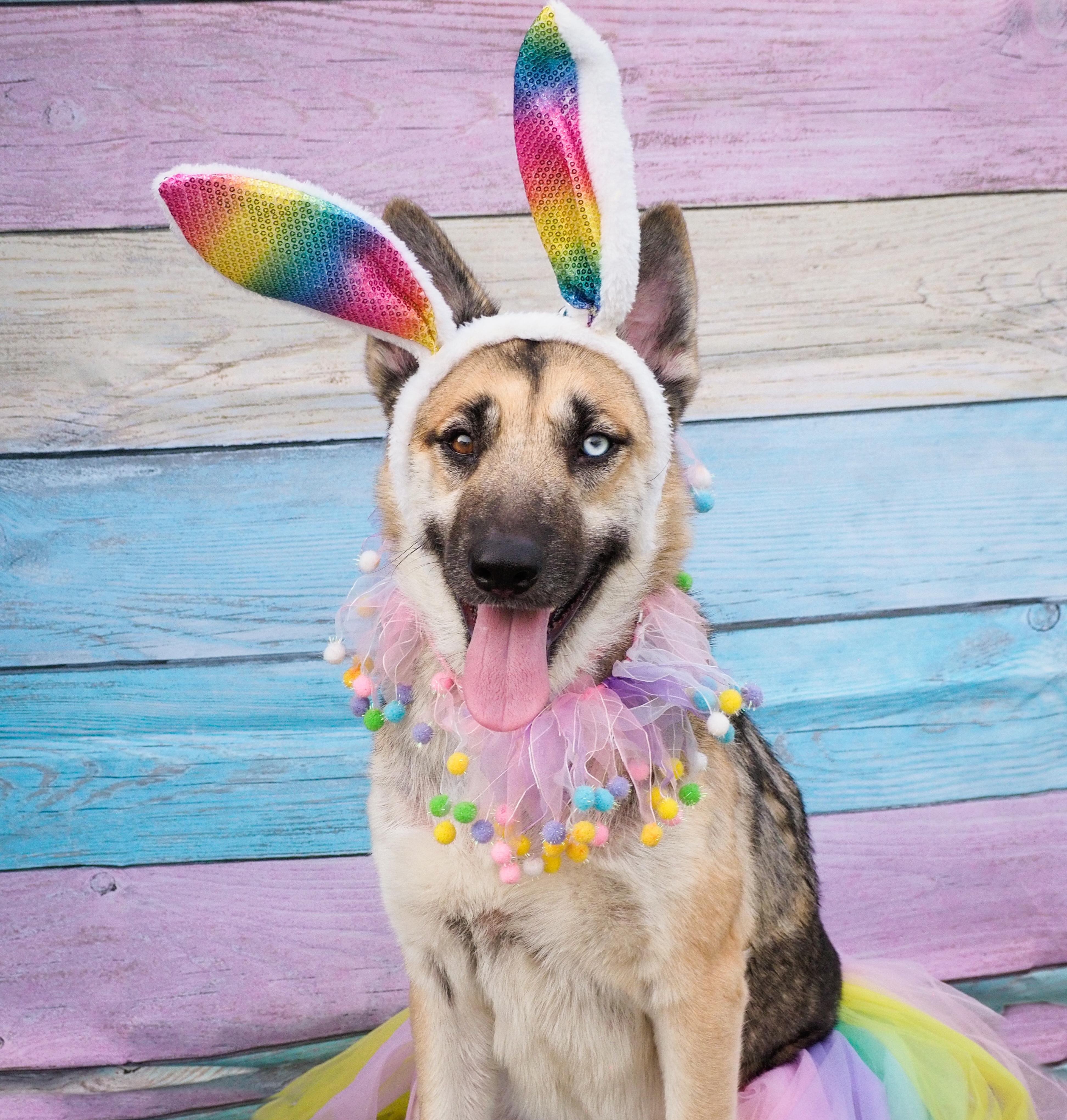 Enlarge Margarita, a ADOPTABLE mixed breed in PHOENIX, AZ image 1/6
