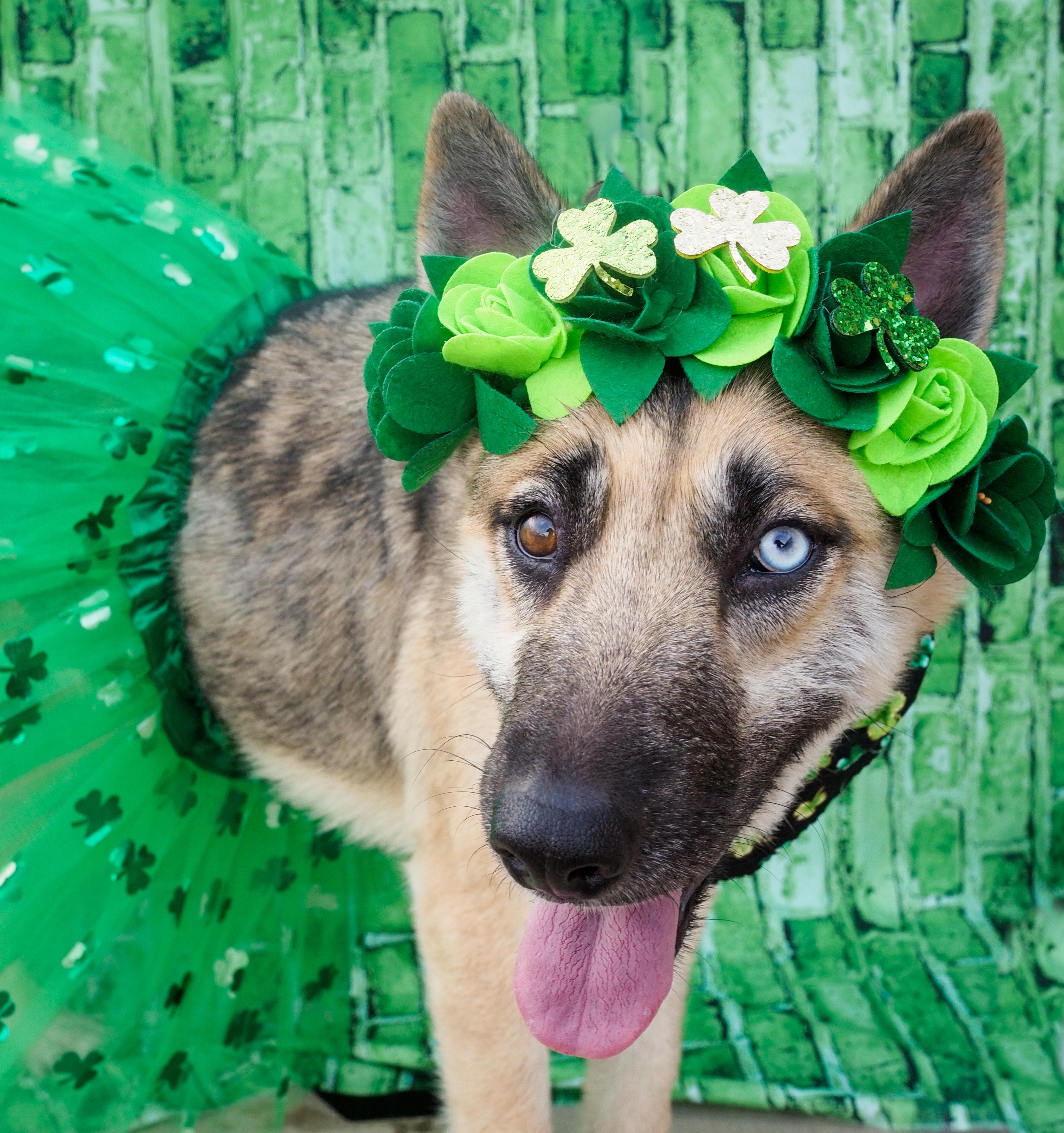 Enlarge Margarita, a ADOPTABLE mixed breed in PHOENIX, AZ image 2/6