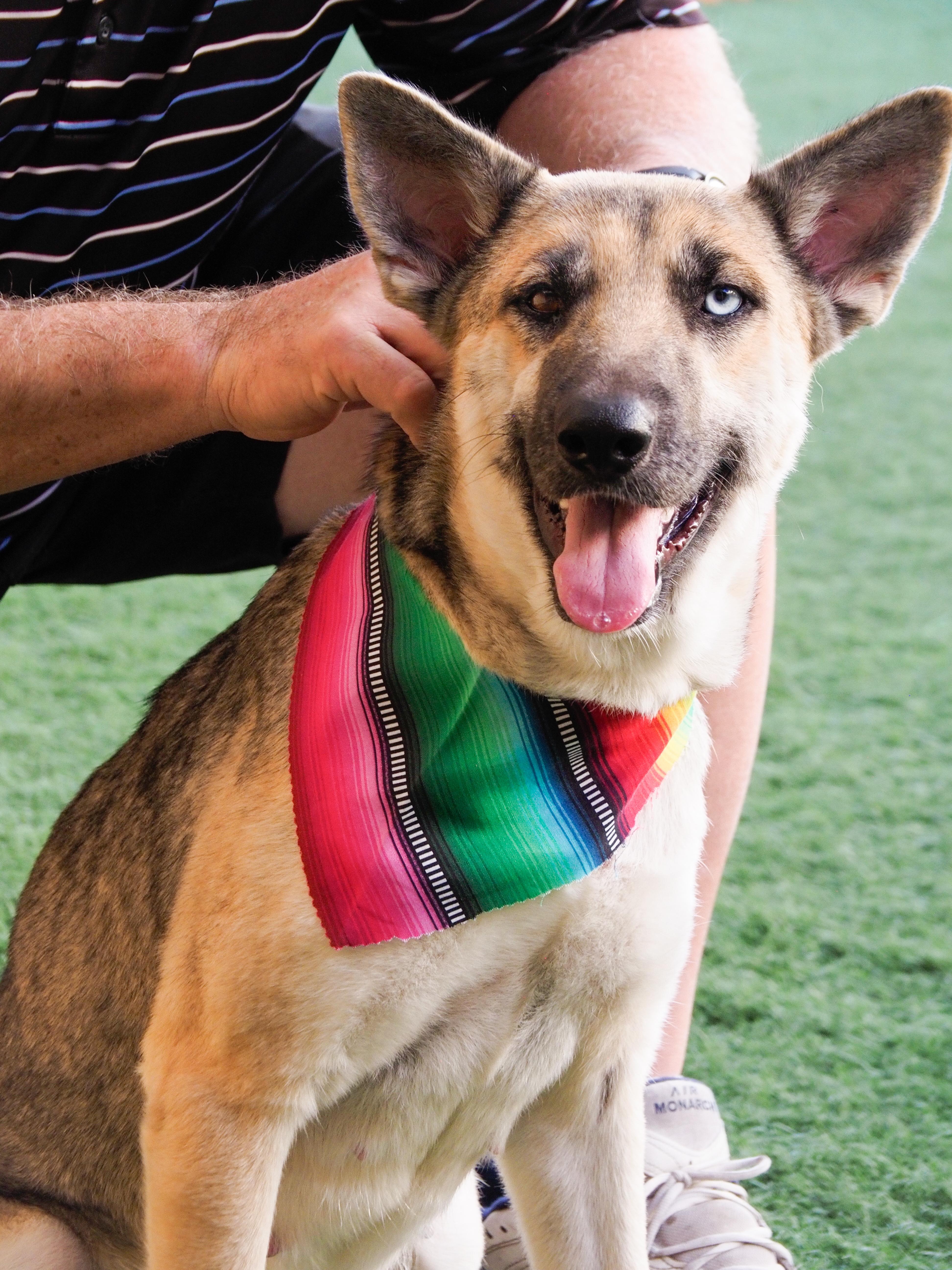 Enlarge Margarita, a ADOPTABLE mixed breed in PHOENIX, AZ image 4/6