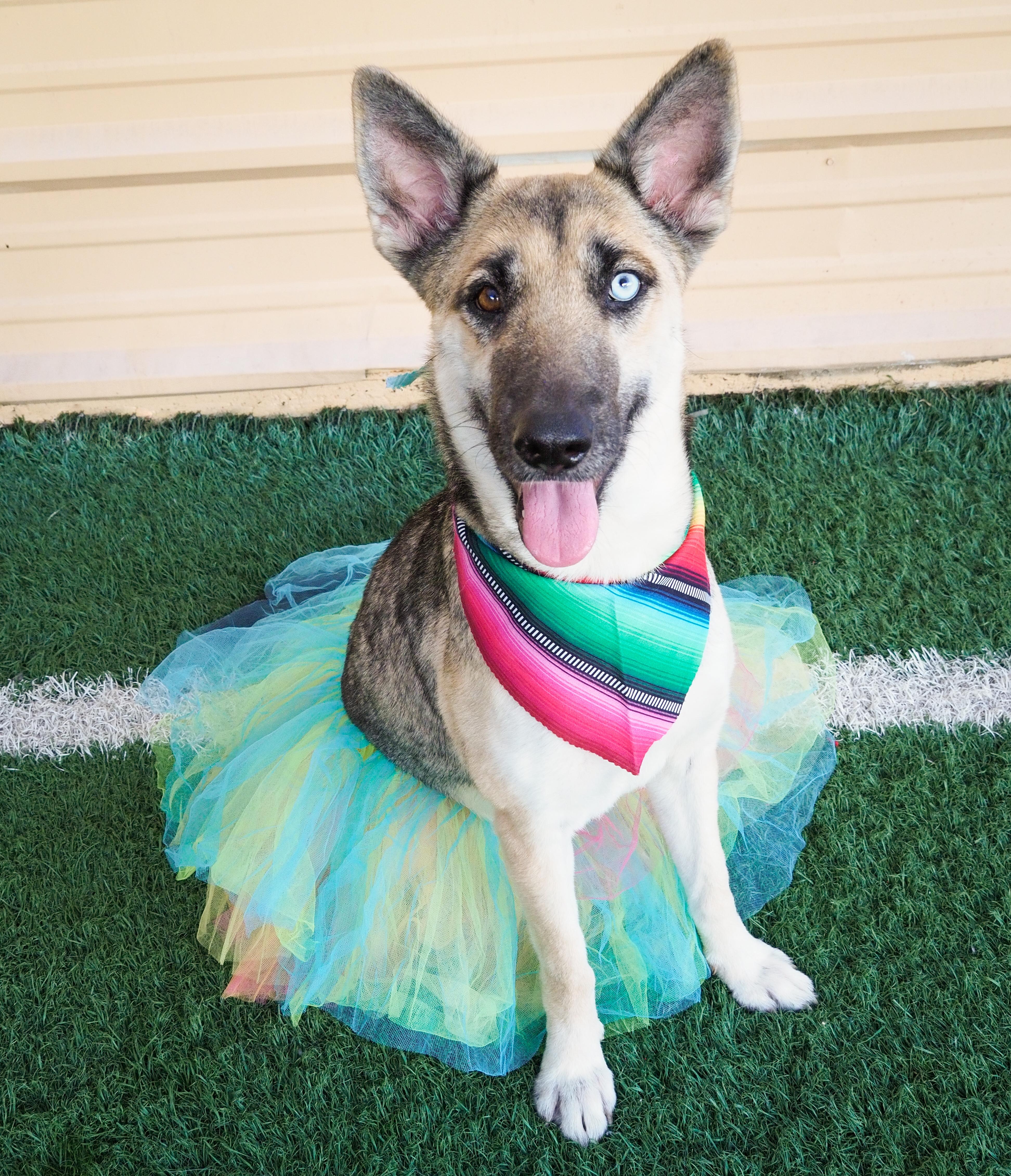 Enlarge Margarita, a ADOPTABLE mixed breed in PHOENIX, AZ image 1/6