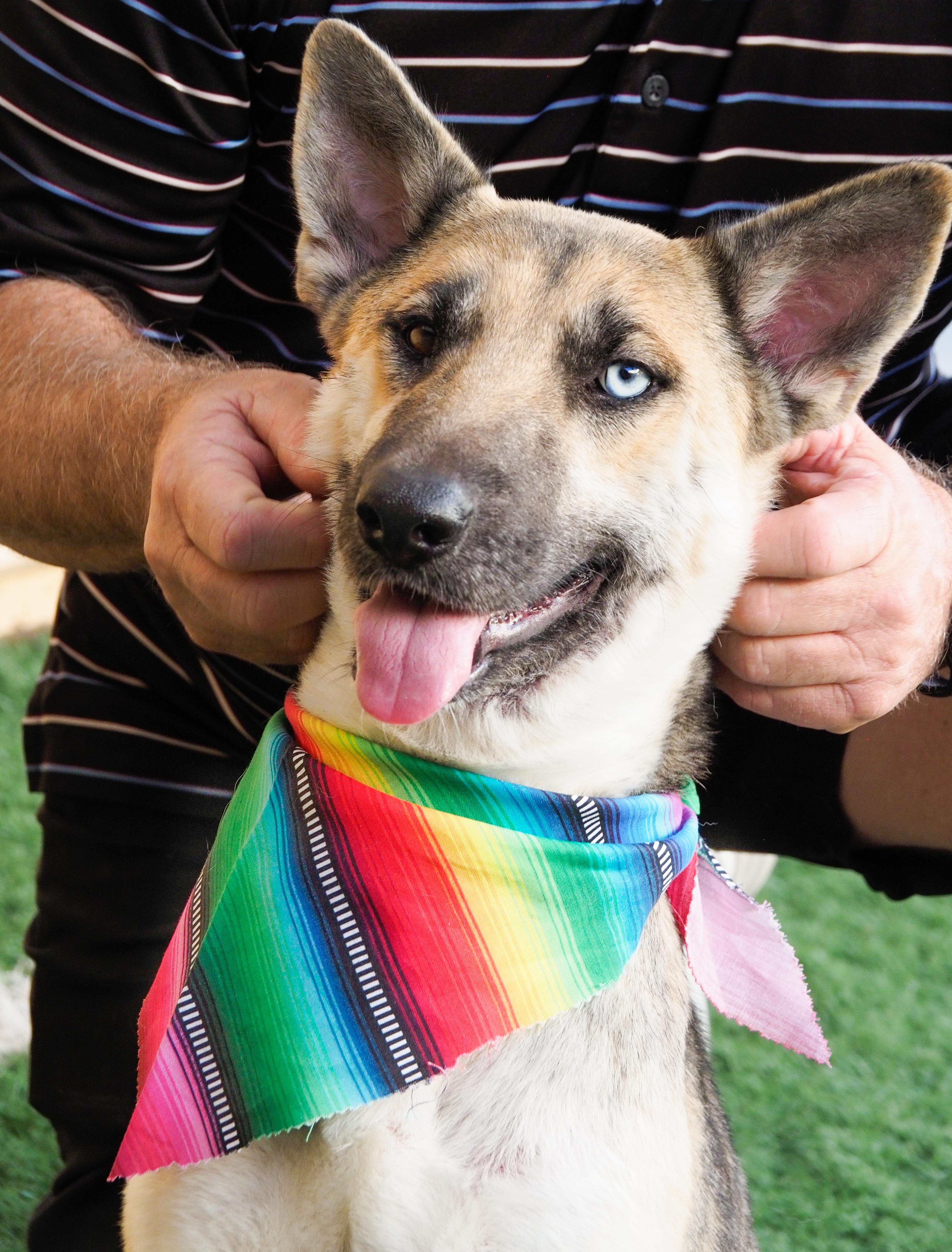 Enlarge Margarita, a ADOPTABLE mixed breed in PHOENIX, AZ image 6/6
