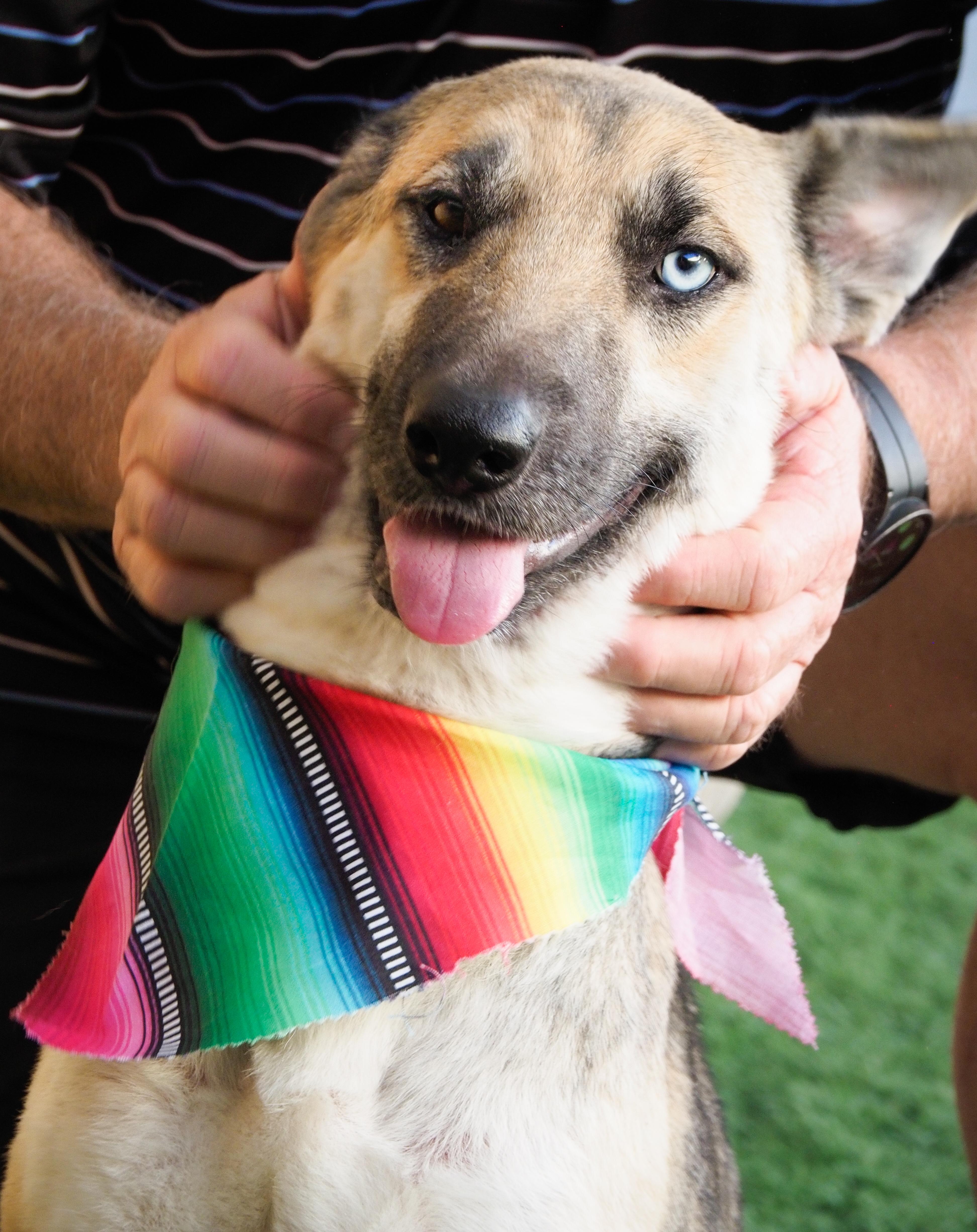 Enlarge Margarita, a ADOPTABLE mixed breed in PHOENIX, AZ image 3/6