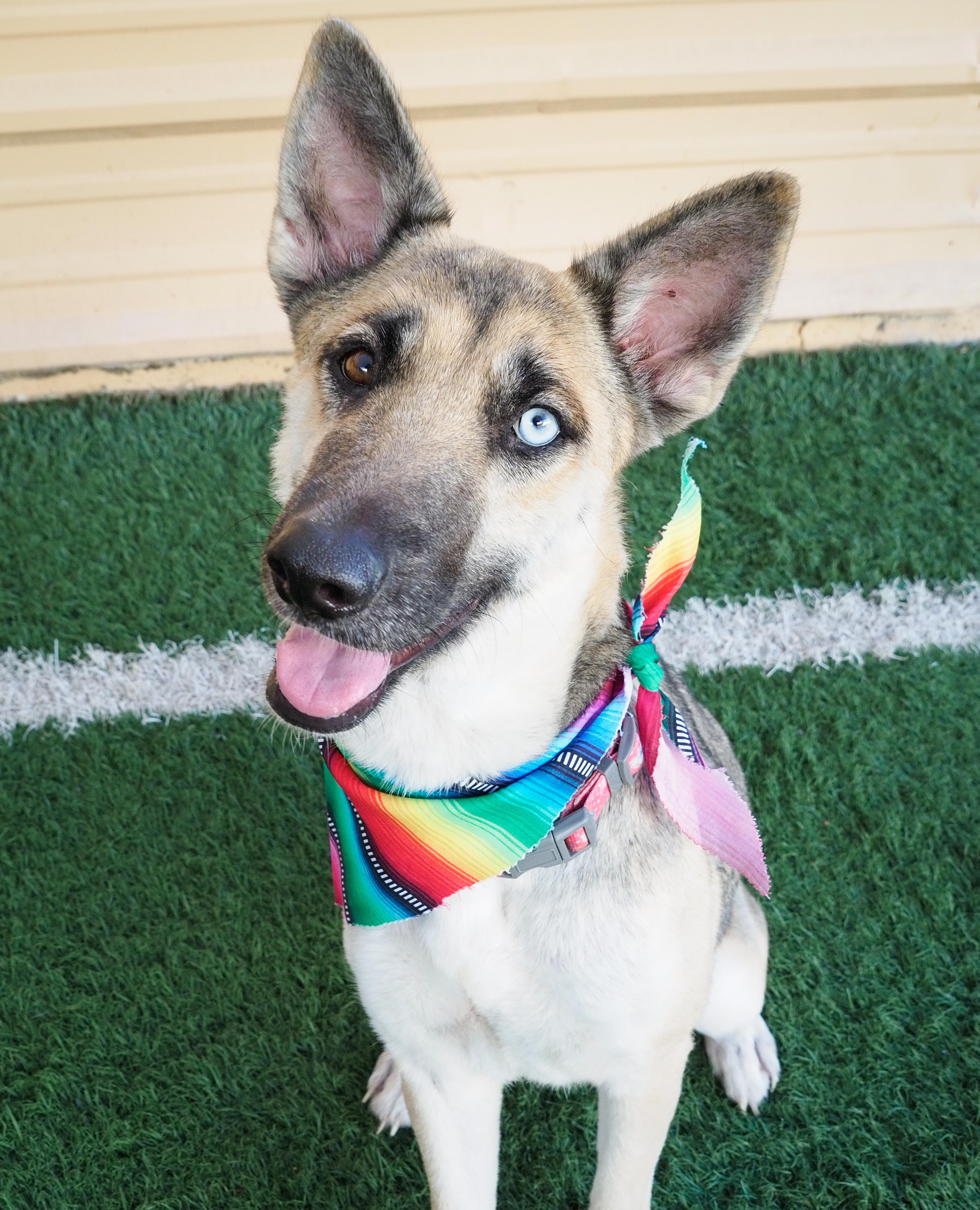 Enlarge Margarita, a ADOPTABLE mixed breed in PHOENIX, AZ image 5/6
