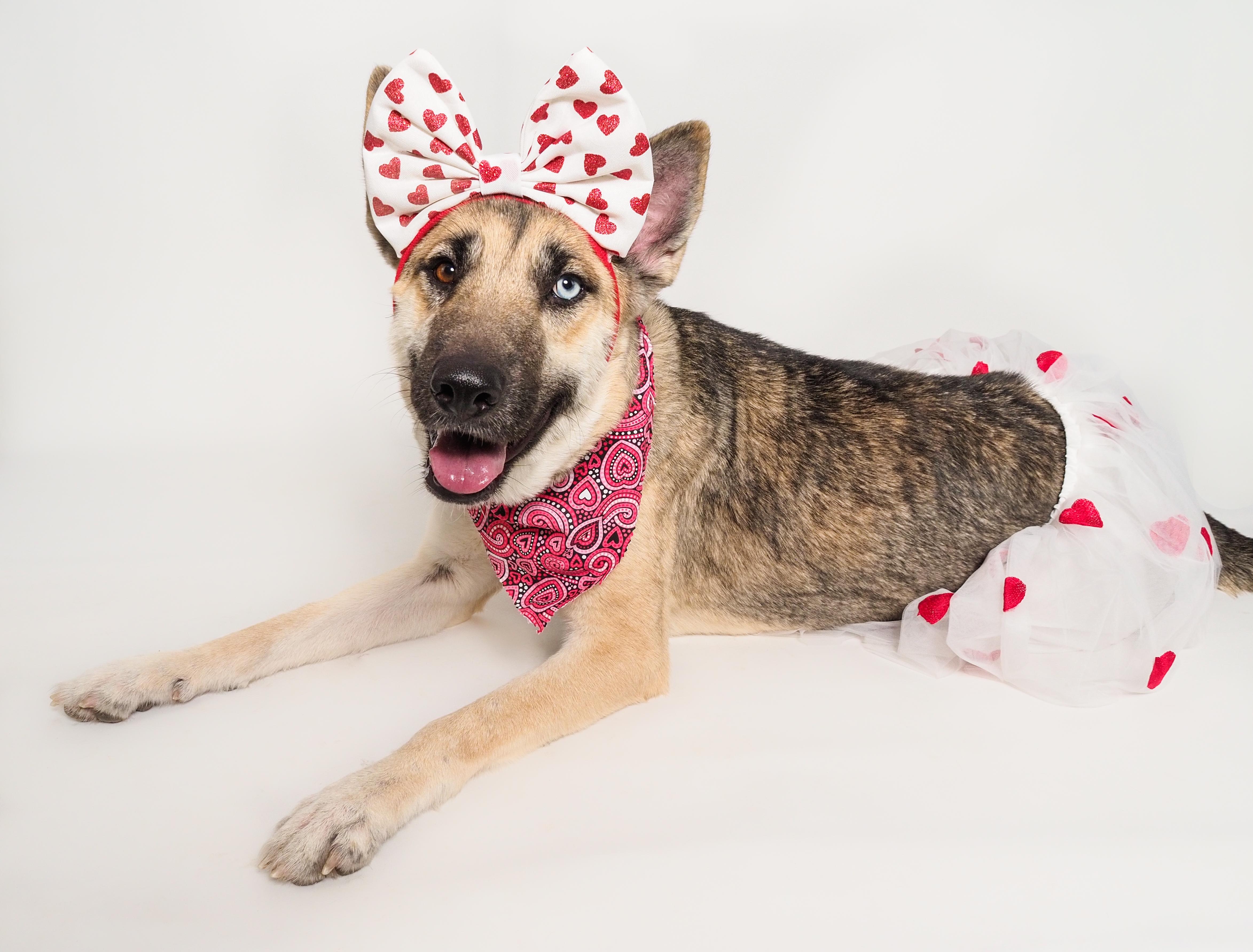 Enlarge Margarita, a ADOPTABLE mixed breed in PHOENIX, AZ image 1/6