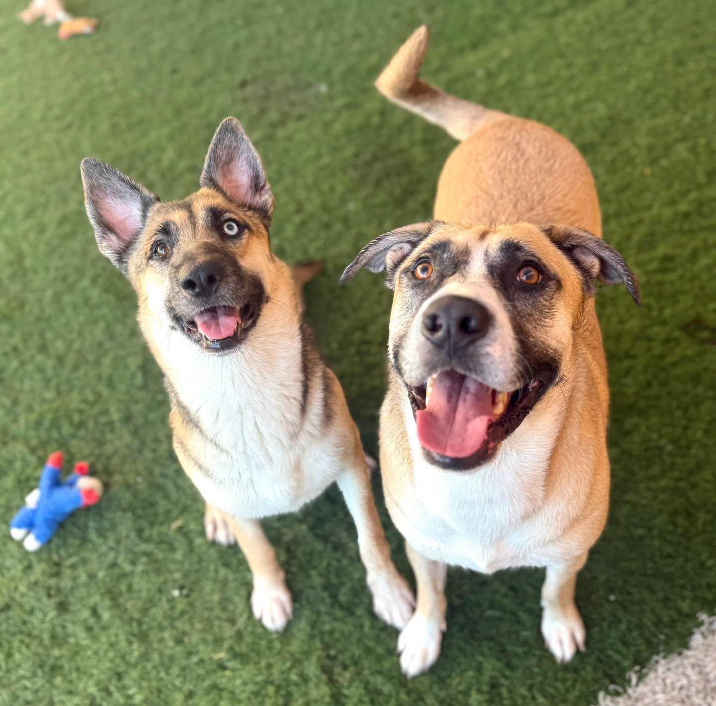 Margarita, a ADOPTABLE mixed breed in PHOENIX, AZ image 3/6